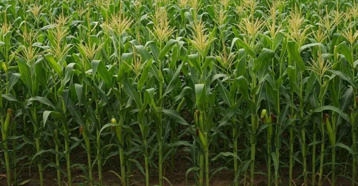 fertilisants autorisés en agriculture biologique