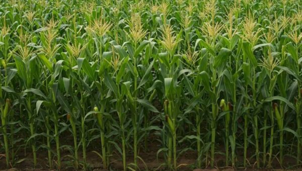 fertilisants autorisés en agriculture biologique