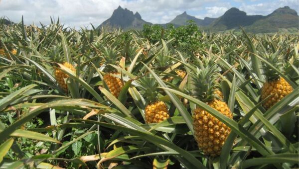 l’importance des engrais biologiques