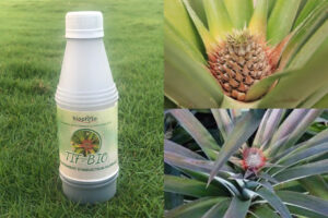 TIF-Bio pour induire la floraison de l’ananas