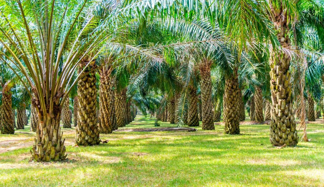 Culture du palmier conseils de plantation et d’entretien