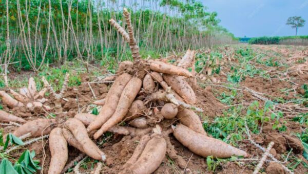 meilleur engrais pour le manioc