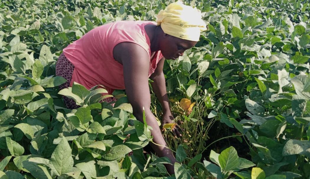 quand et comment utiliser l'engrais organique