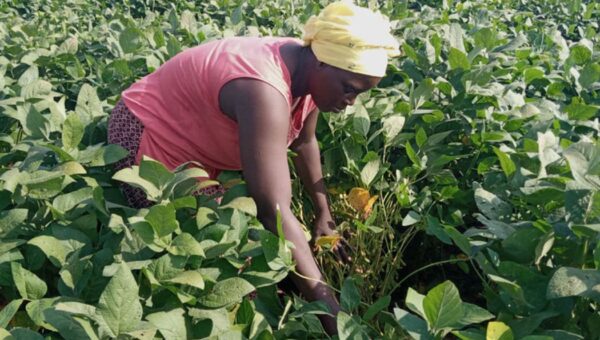 quand et comment utiliser l'engrais organique