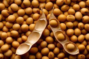 soja