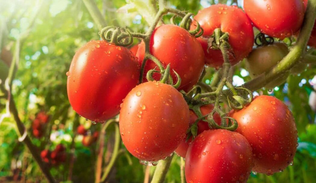 engrais biologique pour tomate