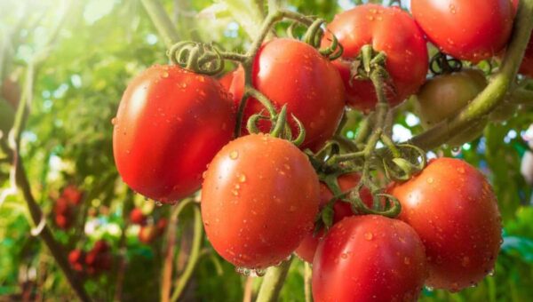 engrais biologique pour tomate