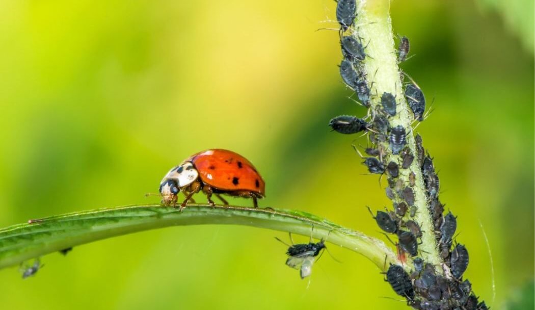 lutte biologique contre les ravageurs