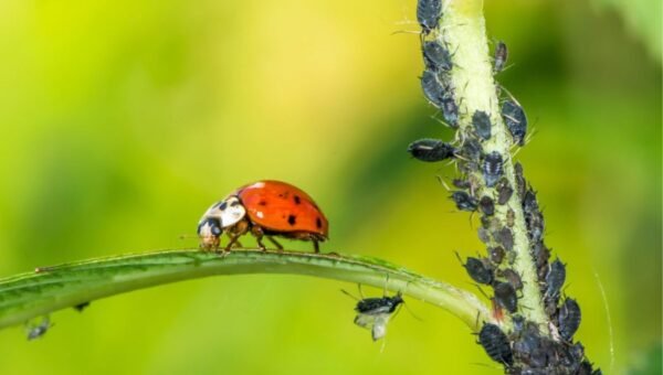lutte biologique contre les ravageurs